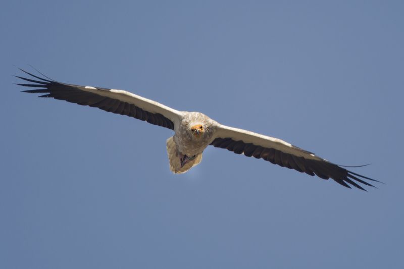Стервя́тник фото превью