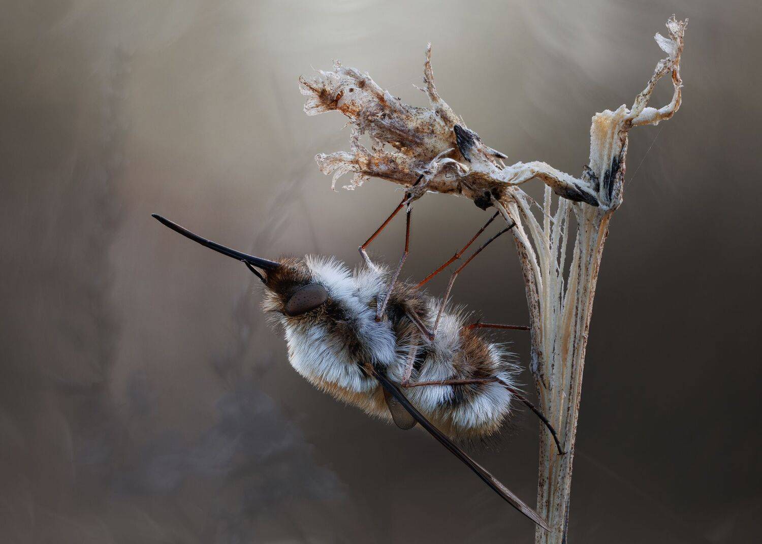, Кузнецов Дмитрий