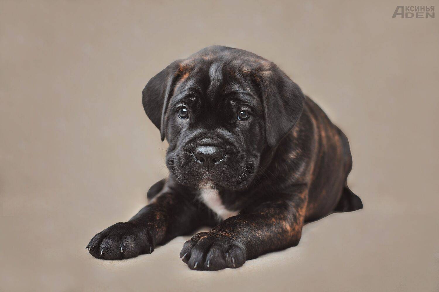 , Лысенкова Аксинья