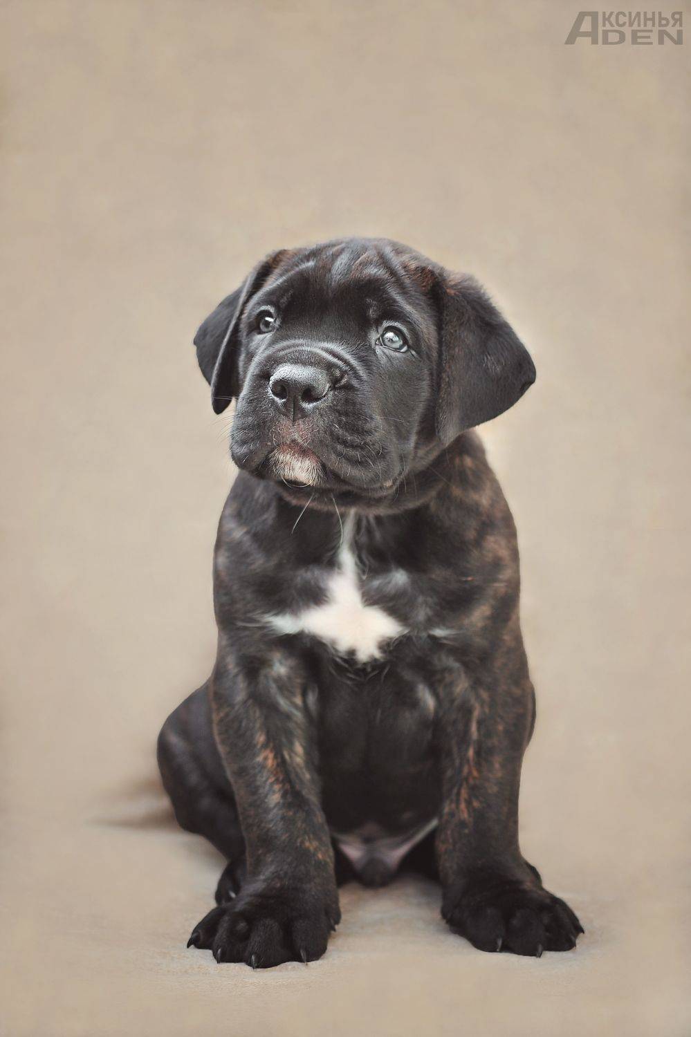 , Лысенкова Аксинья