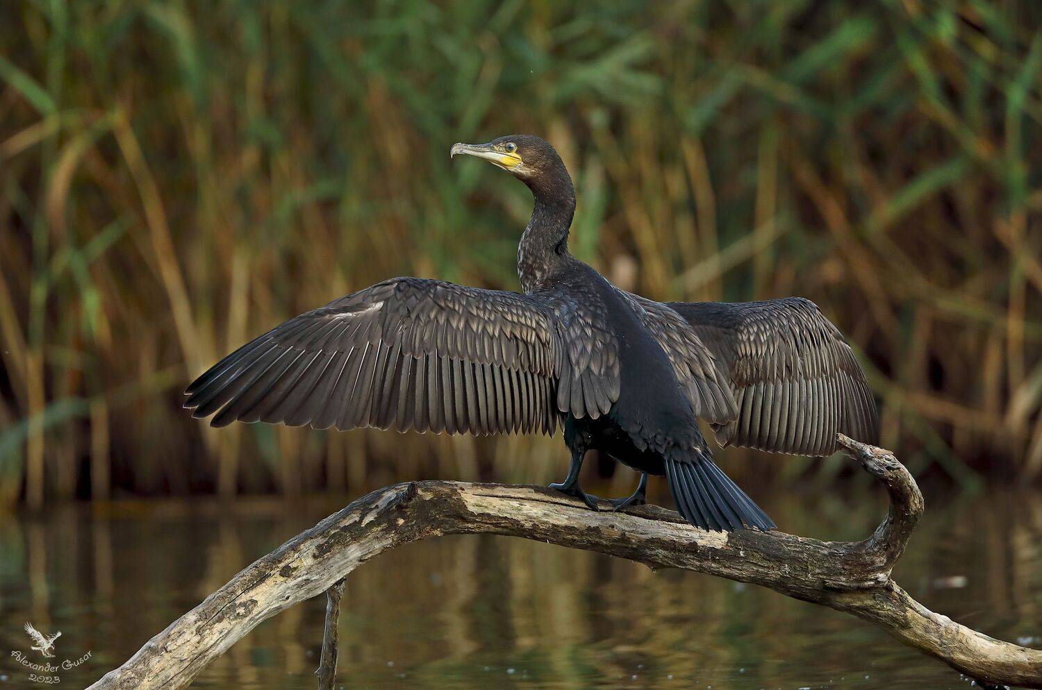 большой баклан., Гусар Александр