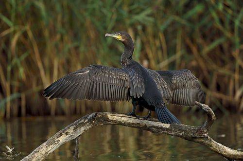 Вот такую поймал.
