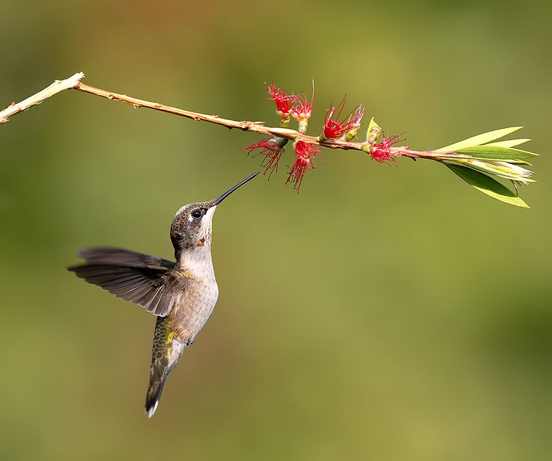 колибри,ruby-throated hummingbird, hummingbird Female, Ruby-throated Hummingbird Рубиновогорлый колибри. самка фото превью