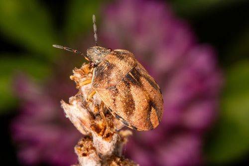 Homaemus aeneifrons