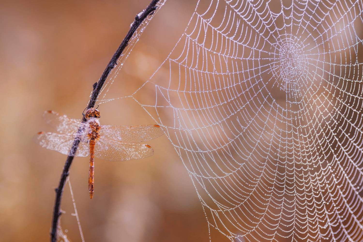 , Лапшина Владлена
