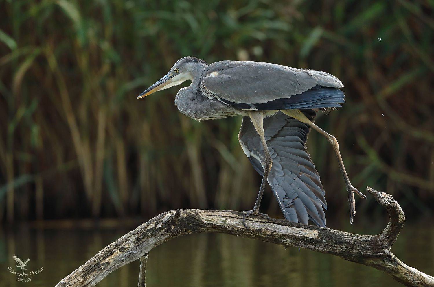 серая цапля., Гусар Александр