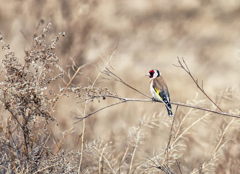 птица, щегол, щегол фото превью