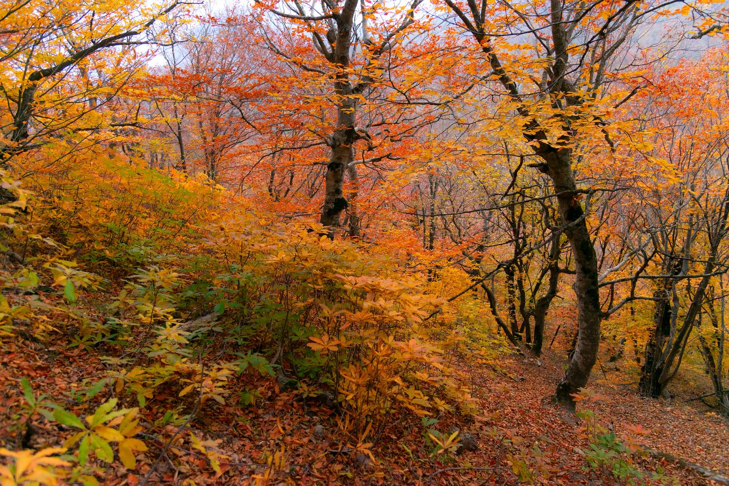 бештау,пейзаж,гора,кмв,рододендроны, Елена Брежицкая