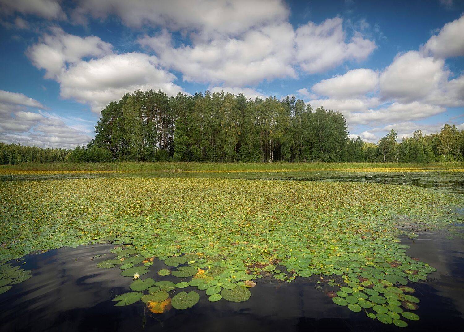 Лето, кувшинки, озеро, роща, Сергей Аникин