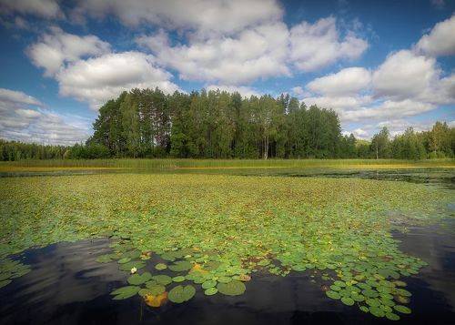 Ковёр на воде