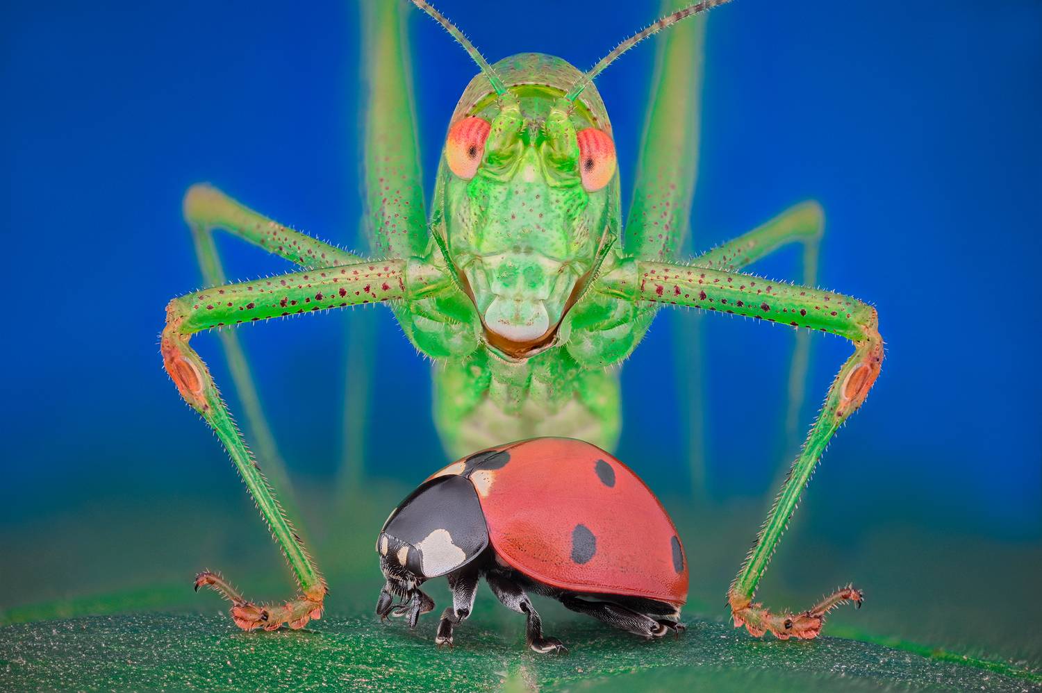 ceclii, macro, Ganev Tsvetan