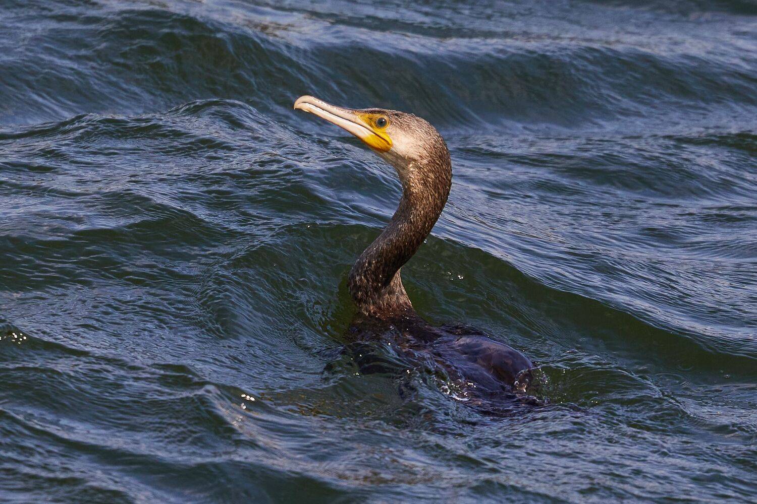 , Гильманов Артур