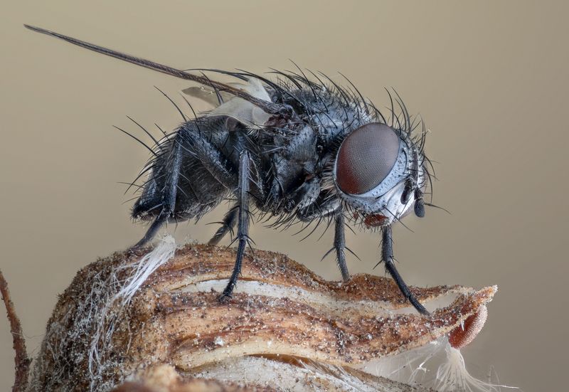 Fly фото превью