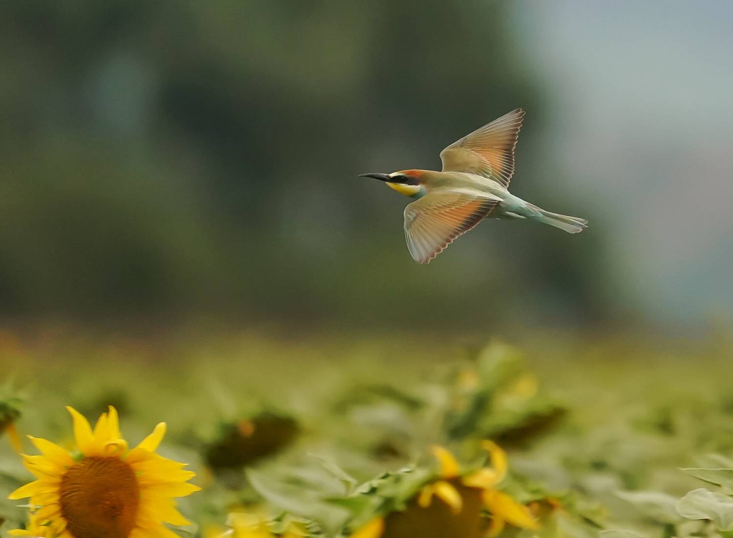 , Красимир Георгиев