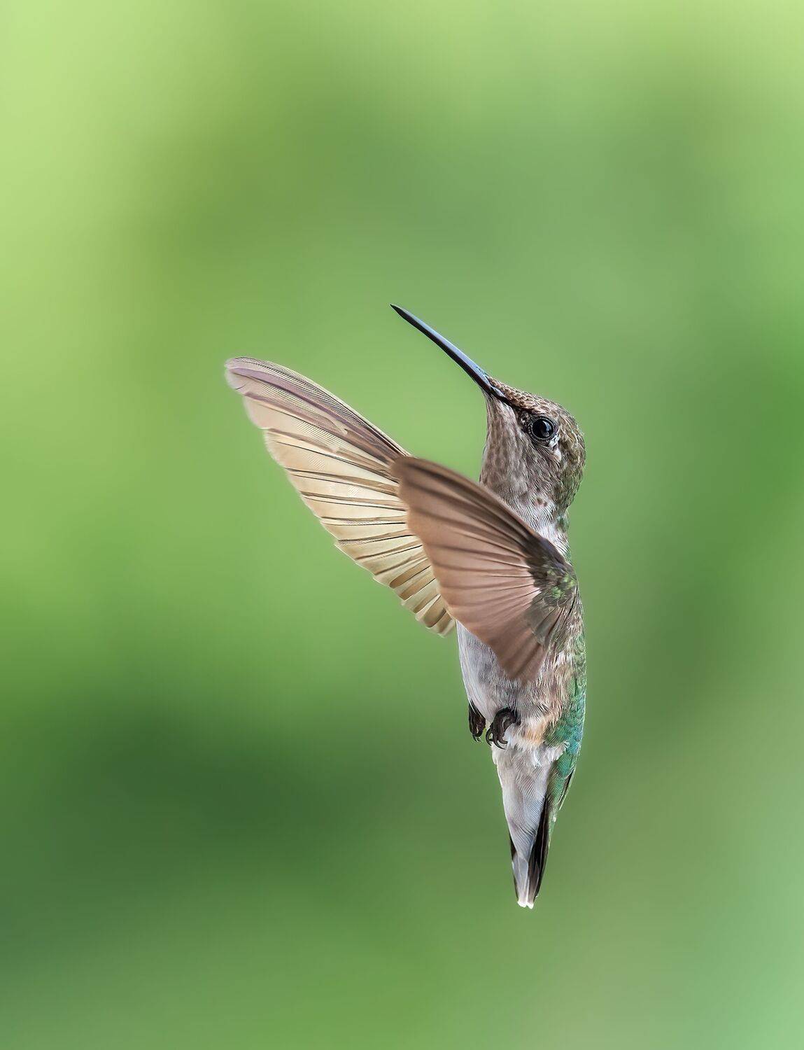 bird, humming, hummingbird, hummingbirds, hummer, rufous, nature, animals, wild, action, dynamic, Atul Saluja