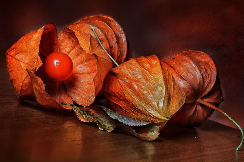 Натюрморт с физалисом фото превью