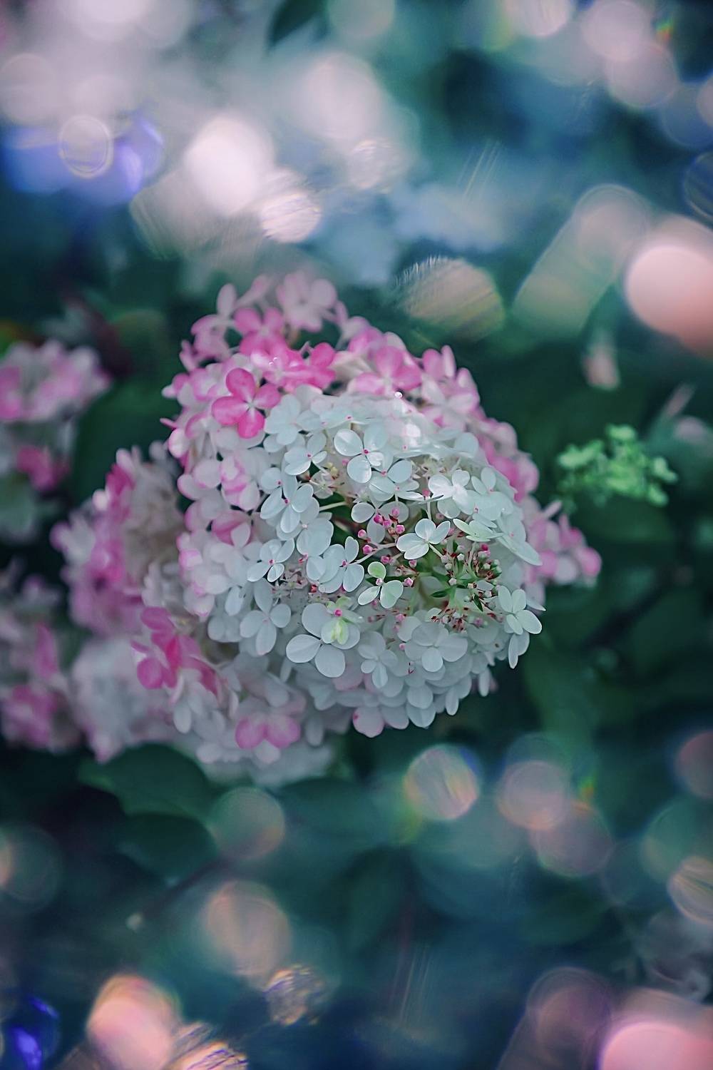 макро, macro, цветы, flower, лето, summer, гортензия, Julia Kaissa