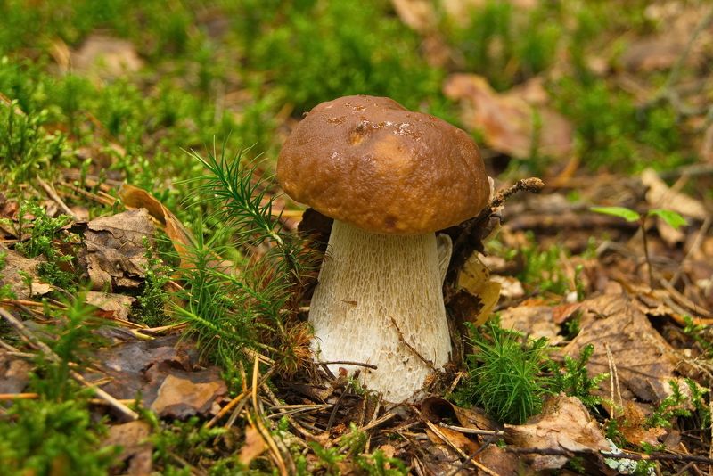 Грибные места фото превью