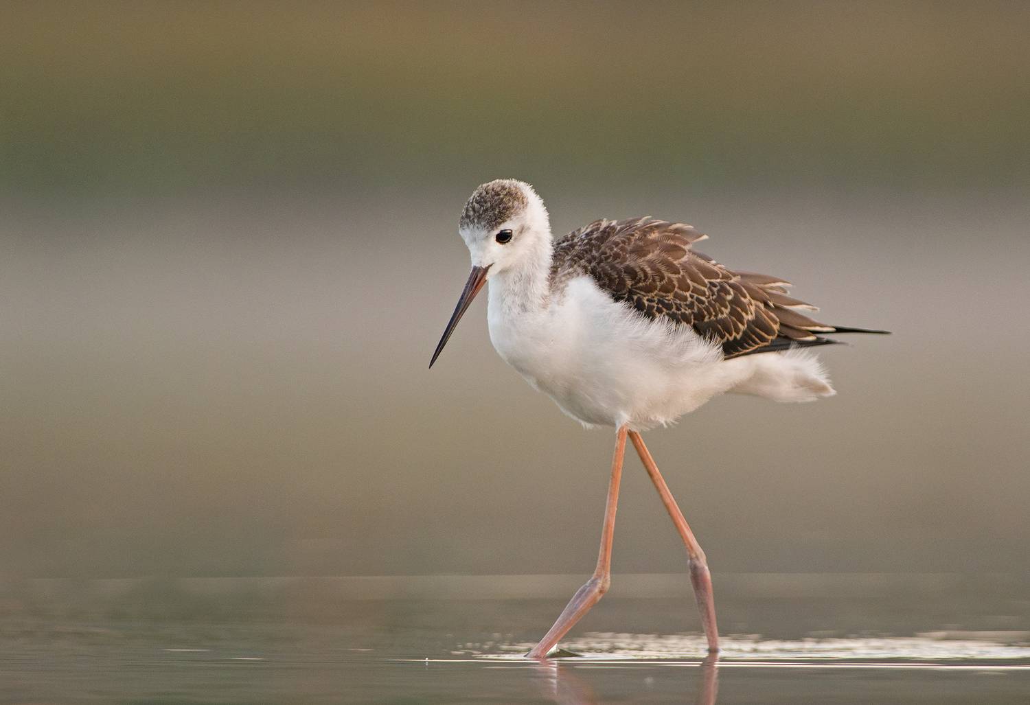 , Евгени Стефанов