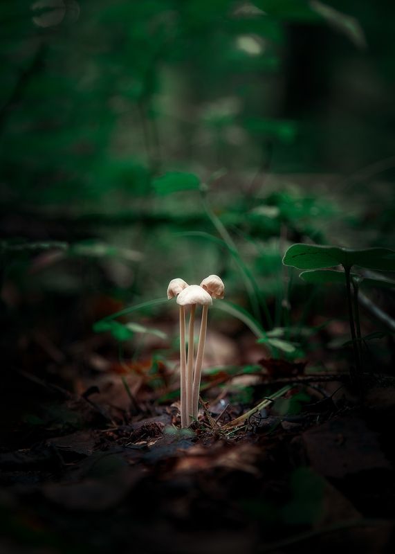 Троица фото превью