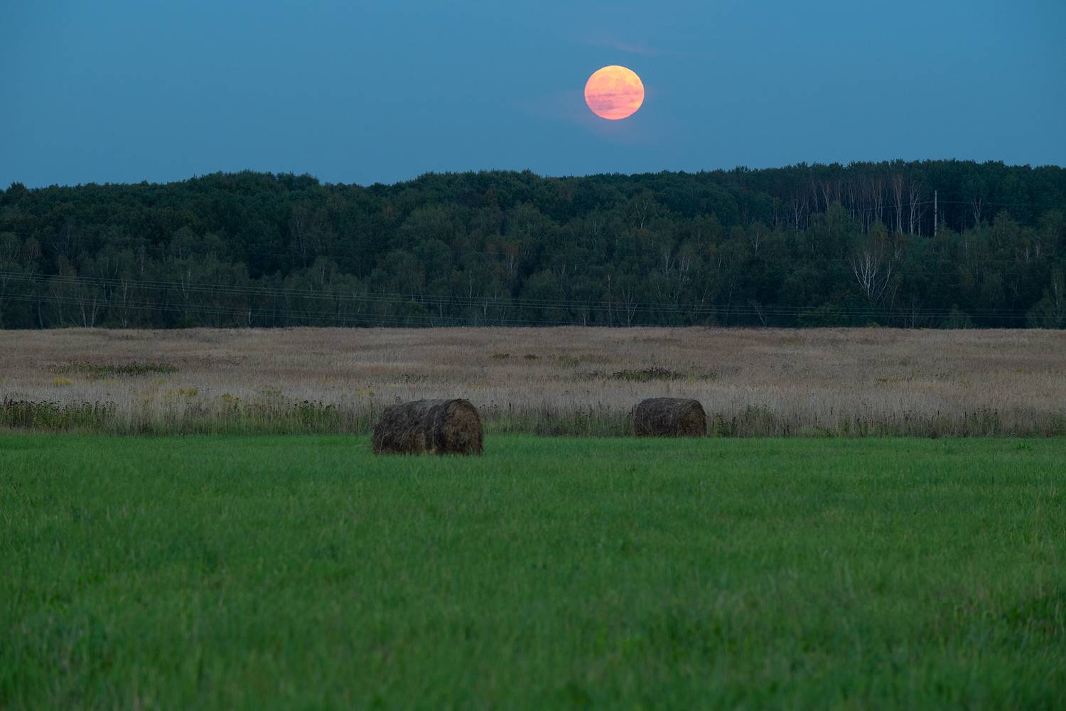 , Стрельцов Виталий
