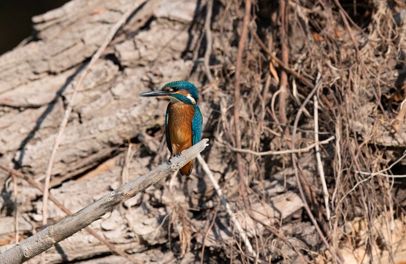 King Fish фото превью