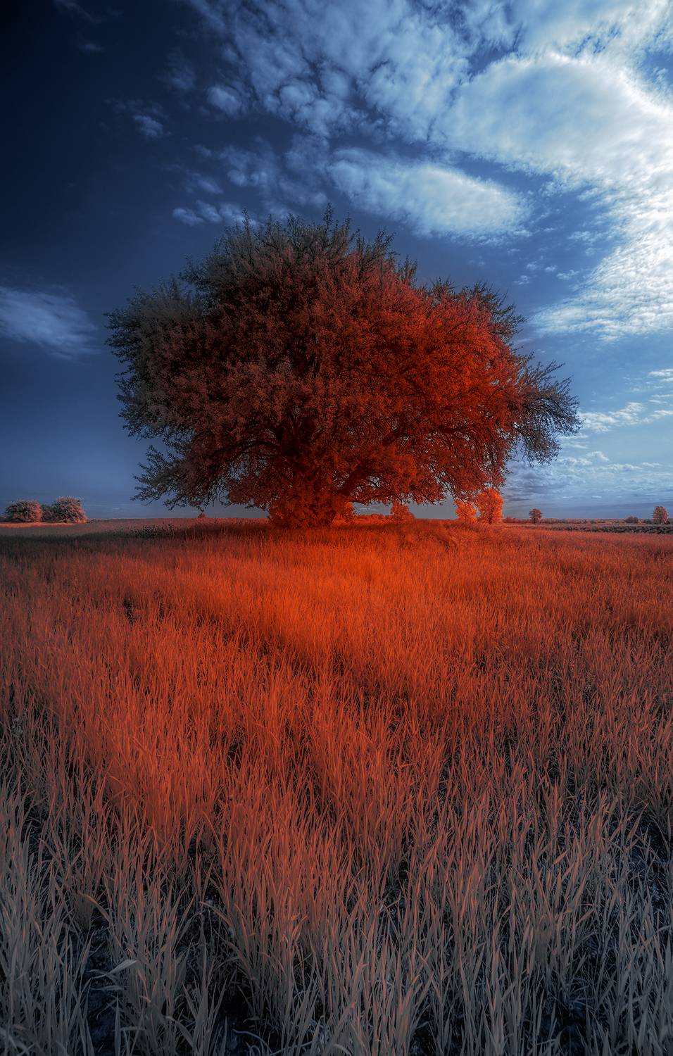 infrared,ик-фото,инфракрасное фото, инфракрасная фотография, пейзаж, лето,  Sixten (Сергей)