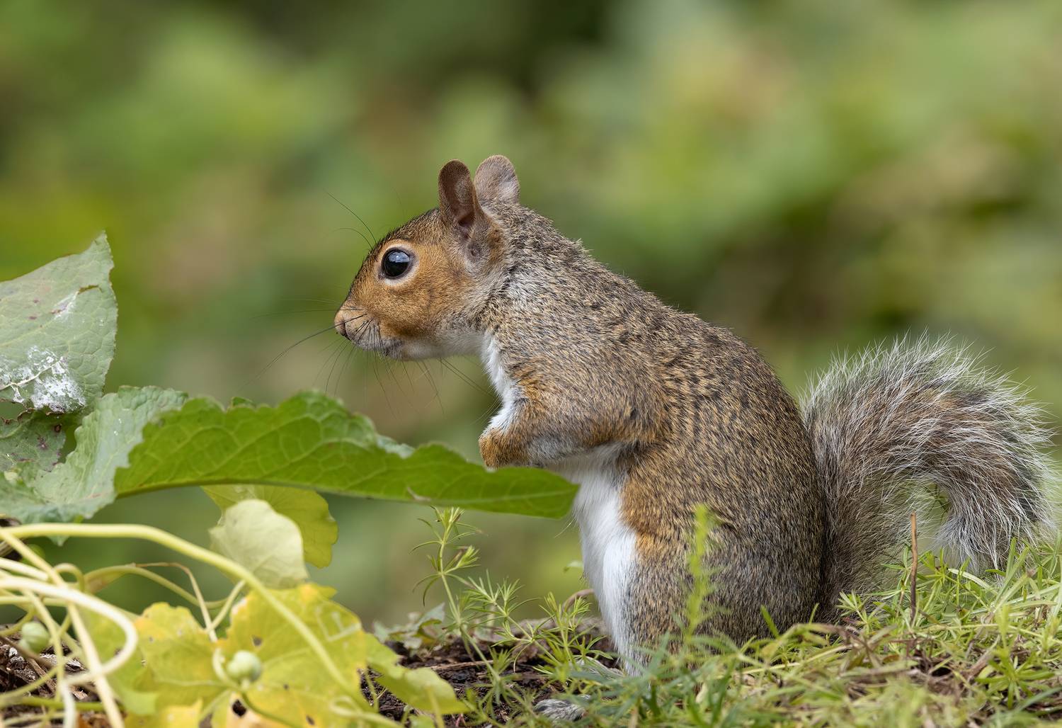 grey squirrel, animals, nature, wildlife, canon, MARIA KULA