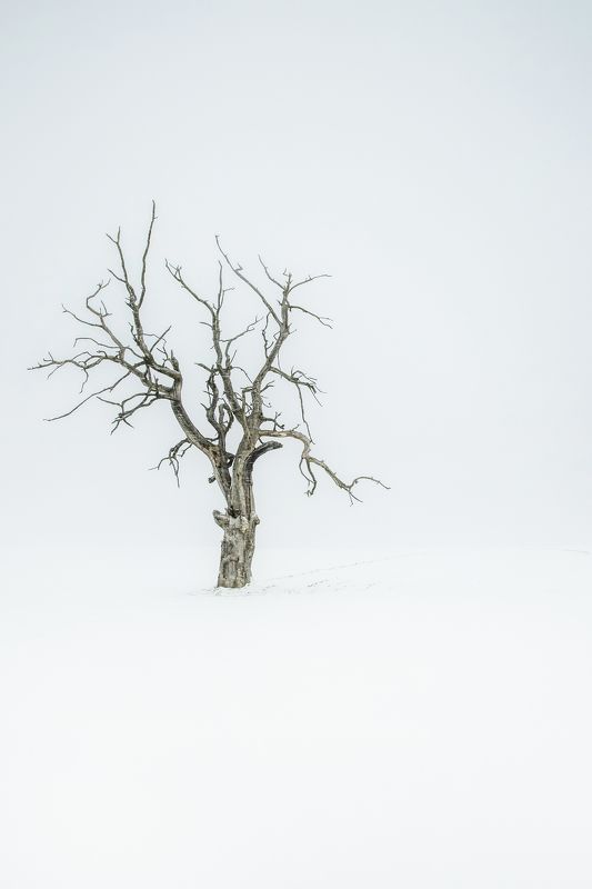 Tree фото превью
