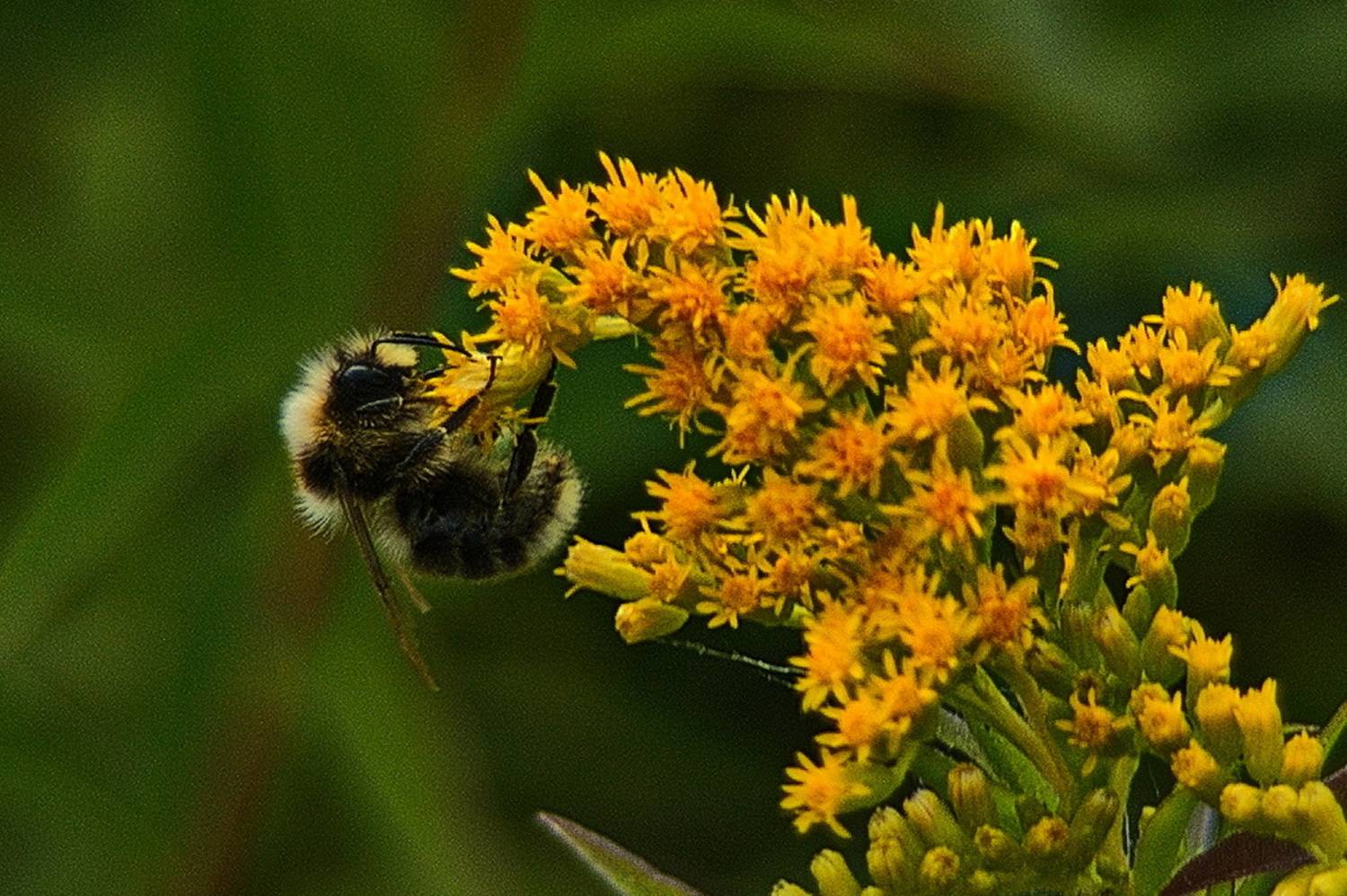 , Николаев Владимир