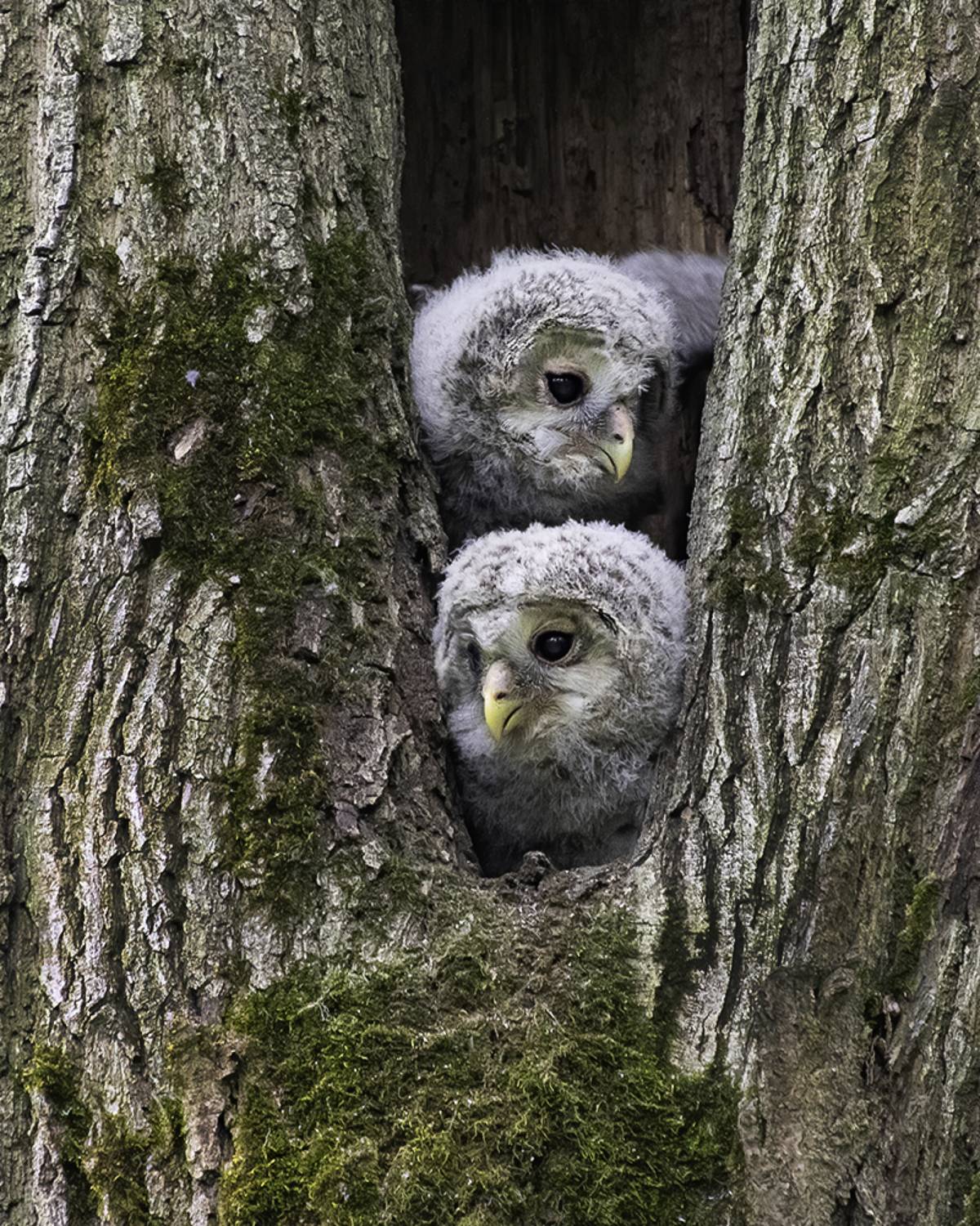 птенцы, гнездо, неясыть, Сытина Наталия
