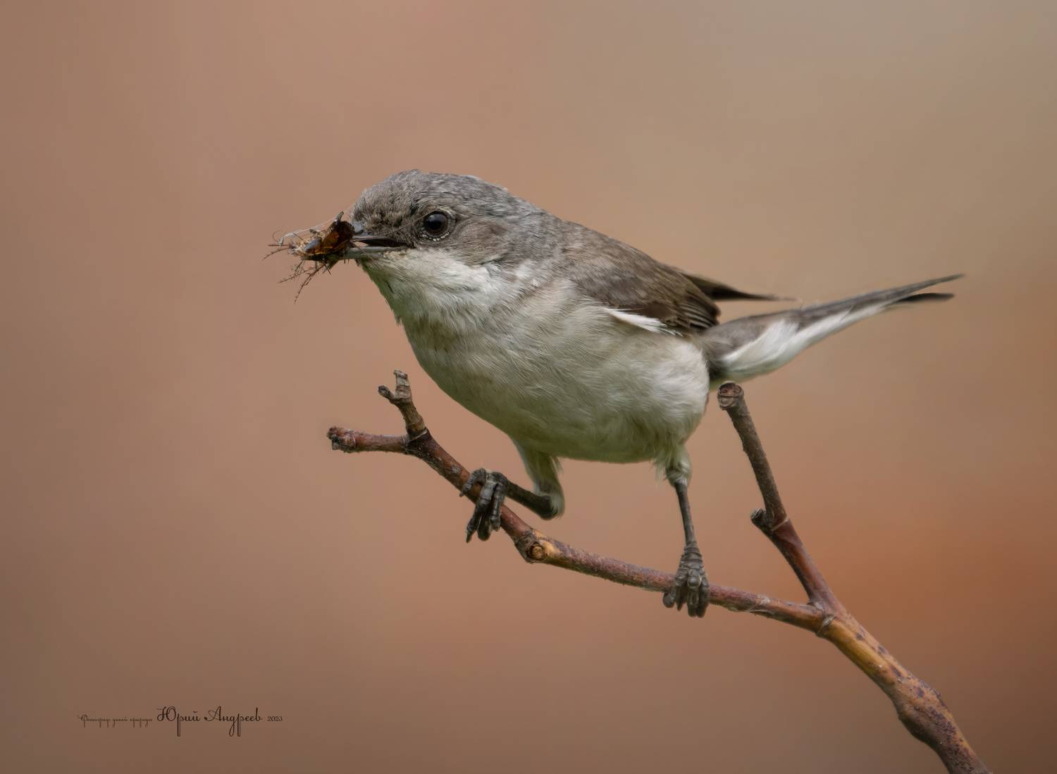 славка-завирушка, славка-мельничек, Юрий Андреев