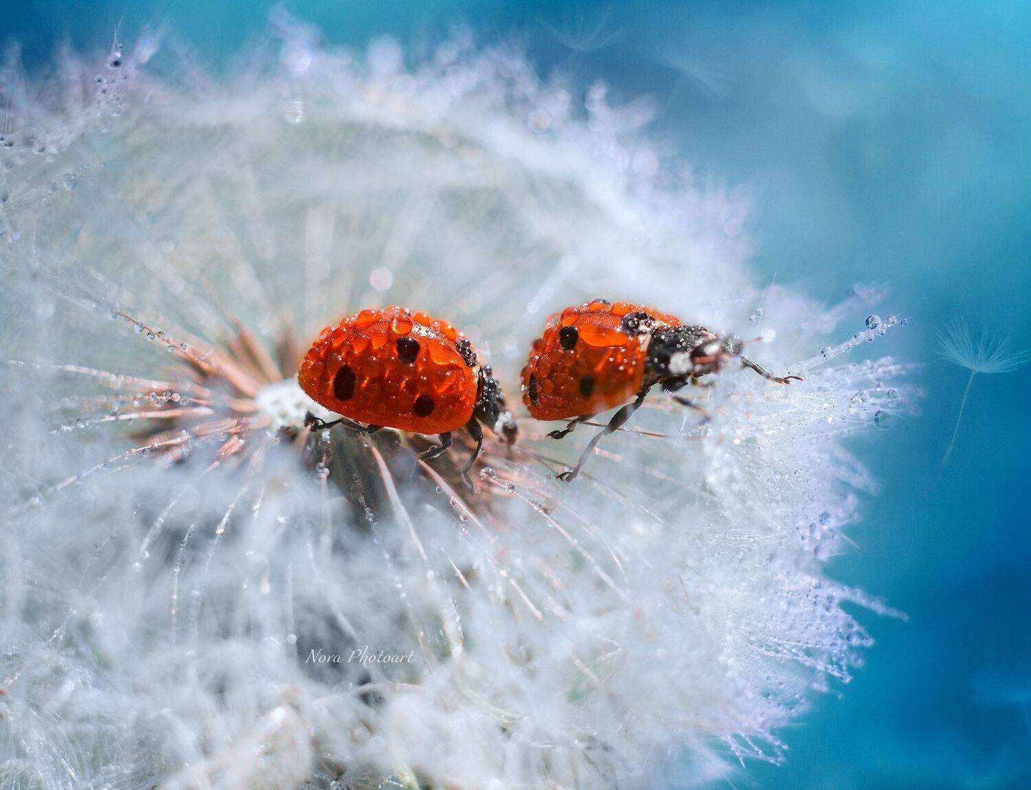 макрофотография, macro, макромир, макросъёмка, фотоприроды, nature, артфото, фотомакро, боке, мануальнаяоптика, макро, макрофото, макросъемка, красота, божьякоровка, одуванчик, Светлана Смирнова