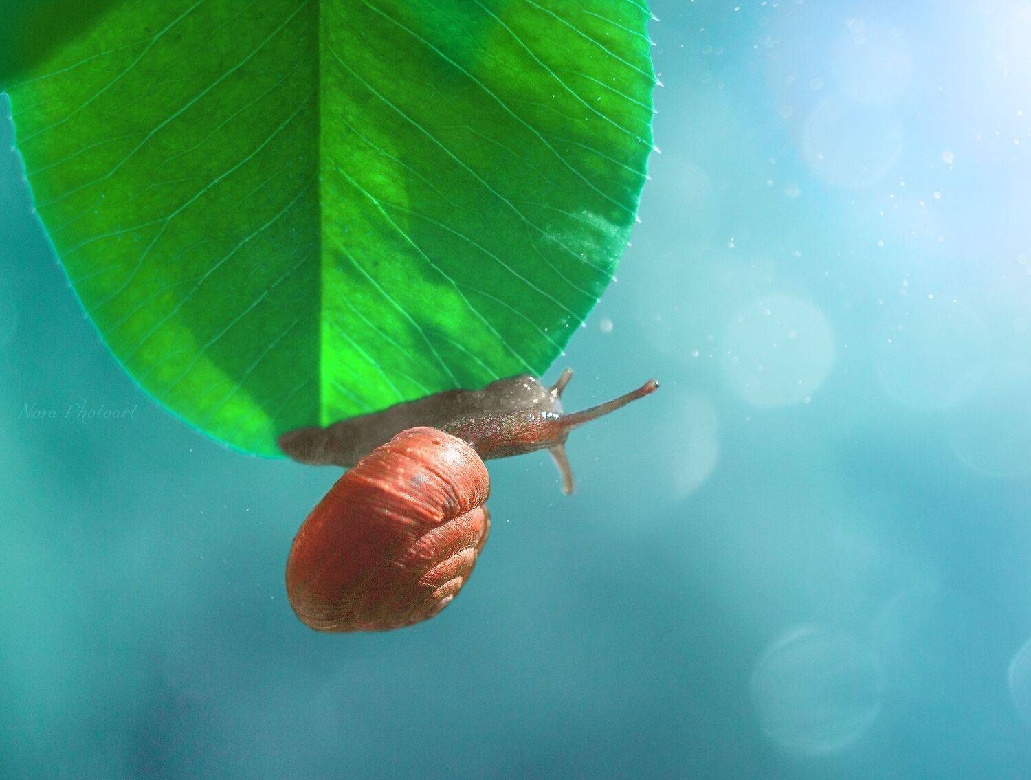 макрофотография, macro, макромир, макросъёмка, фотоприроды, nature, артфото, фотомакро, боке, мануальнаяоптика, макро, макрофото, макросъемка, красота, улитка, Светлана Смирнова