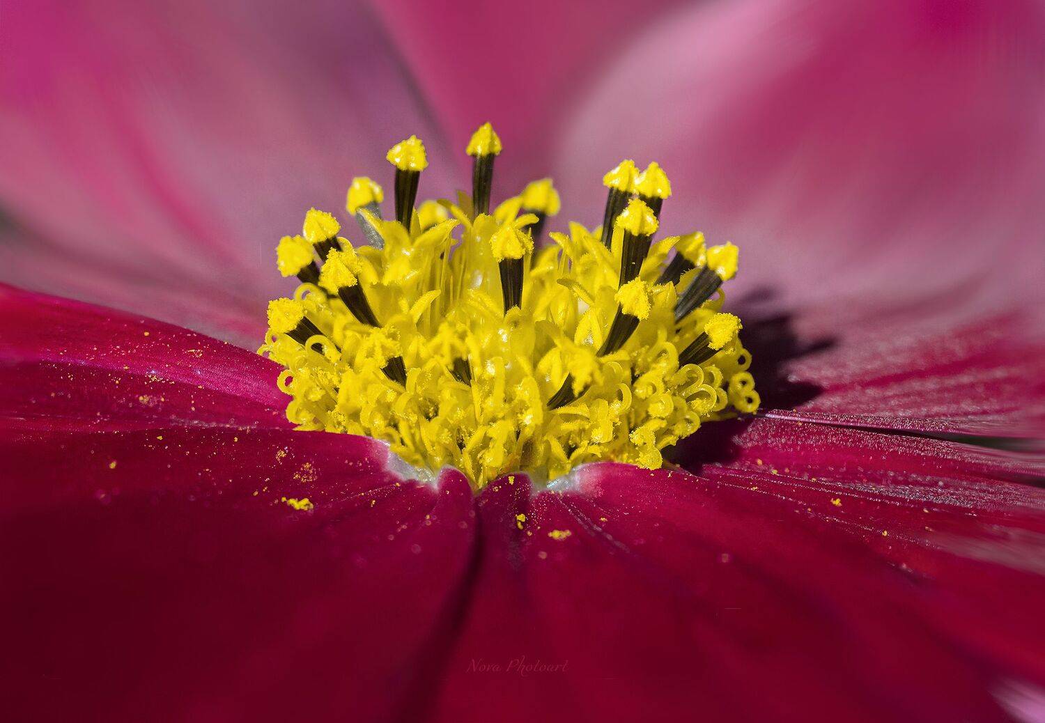 макрофотография, macro, макромир, макросъёмка, фотоприроды, nature, артфото, фотомакро, боке, мануальнаяоптика, макро, макрофото, макросъемка, красота, цветок, Светлана Смирнова