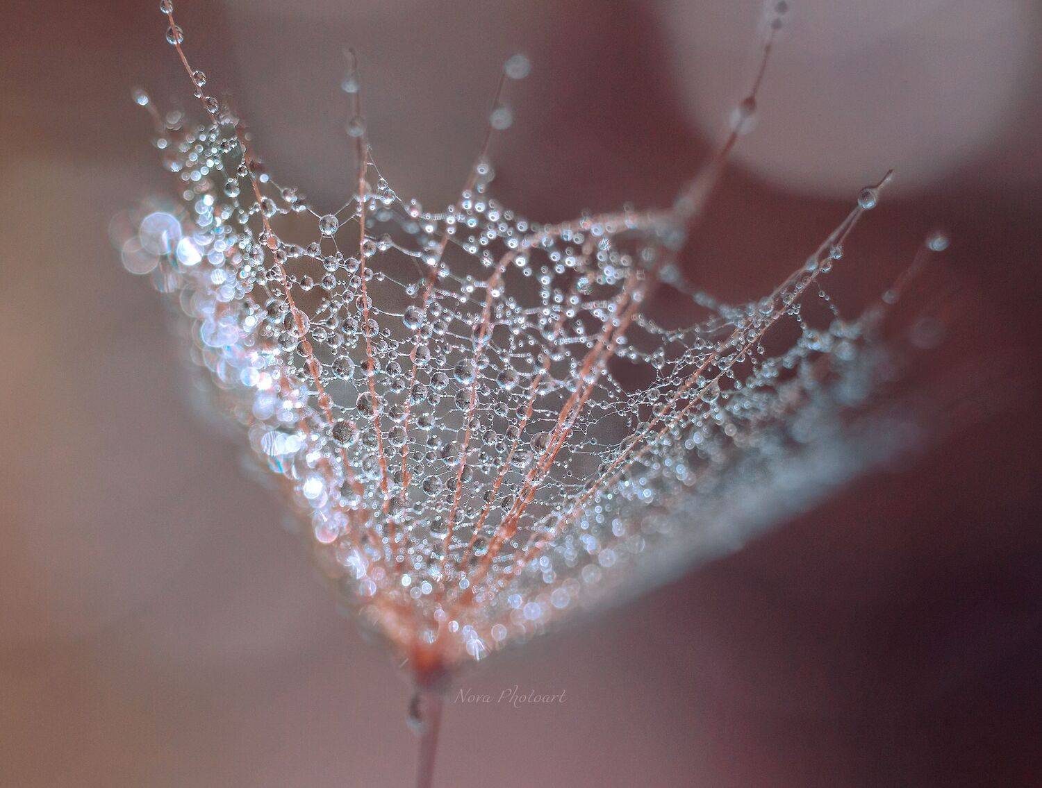 макрофотография, macro, макромир, макросъёмка, фотоприроды, nature, артфото, фотомакро, боке, мануальнаяоптика, макро, макрофото, макросъемка, красота, капли, боке, Светлана Смирнова