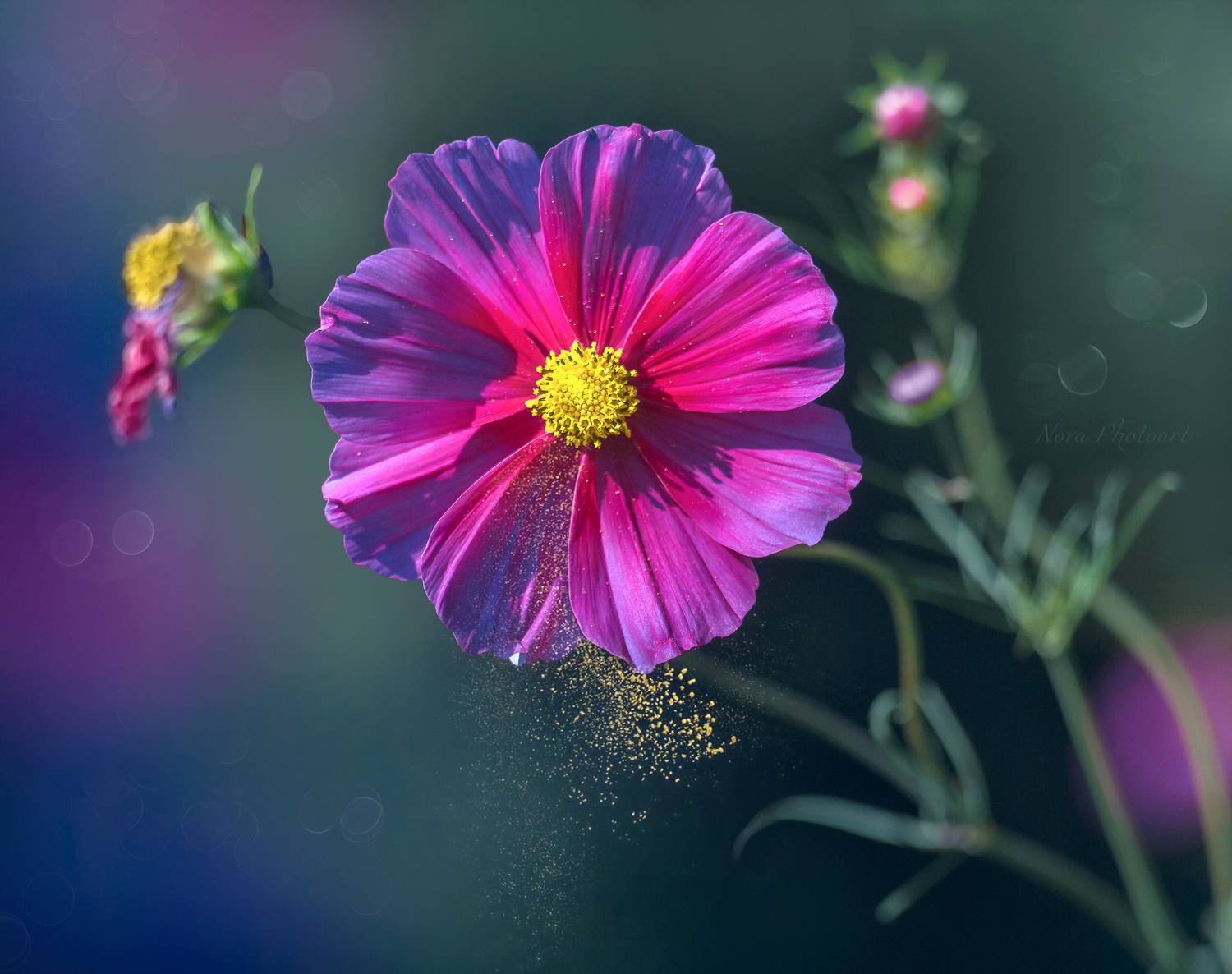 макрофотография, macro, макромир, макросъёмка, фотоприроды, nature, артфото, фотомакро, боке, мануальнаяоптика, макро, макрофото, макросъемка, красота, цвет, цветок, Светлана Смирнова