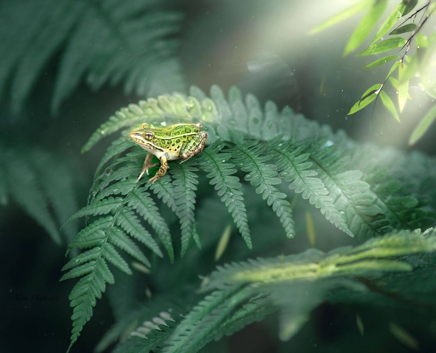макрофотография, macro, макромир, макросъёмка, фотоприроды, nature, артфото, фотомакро, боке, мануальнаяоптика, макро, макрофото, макросъемка, красота, лес, папоротник, лягушка, Светлана Смирнова