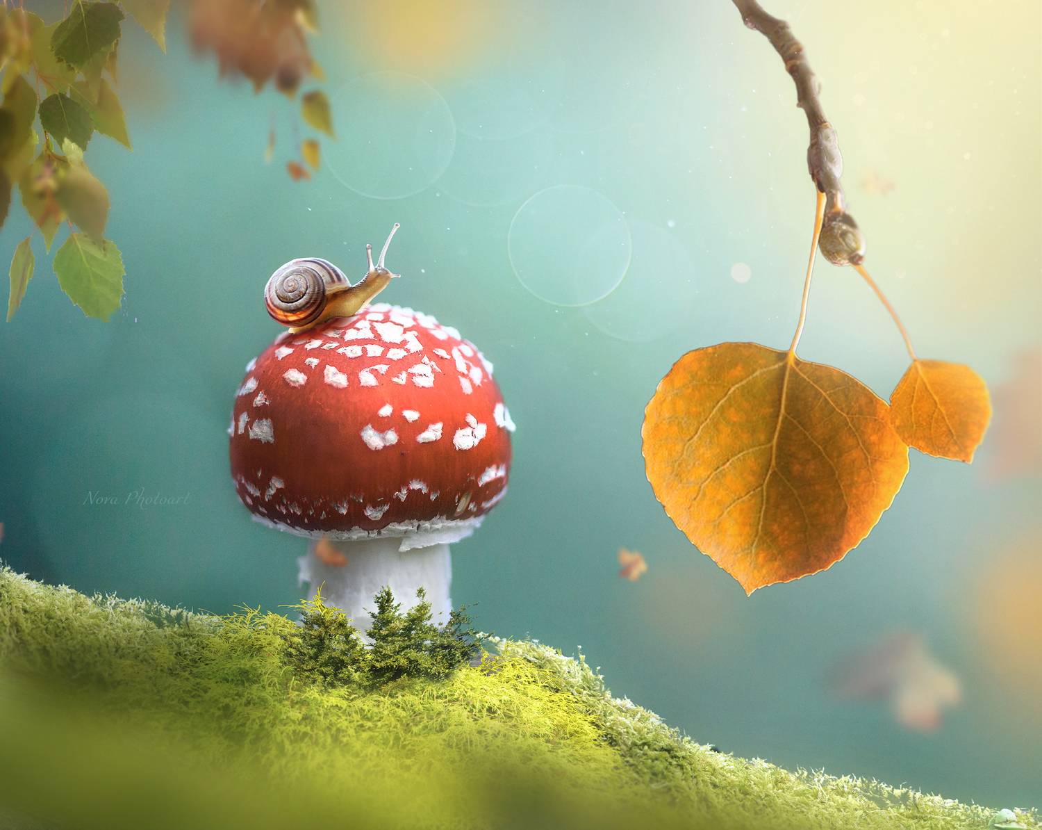 макрофотография, macro, макромир, макросъёмка, фотоприроды, nature, артфото, фотомакро, боке, мануальнаяоптика, макро, макрофото, макросъемка, красота, осень, улитка, Светлана Смирнова