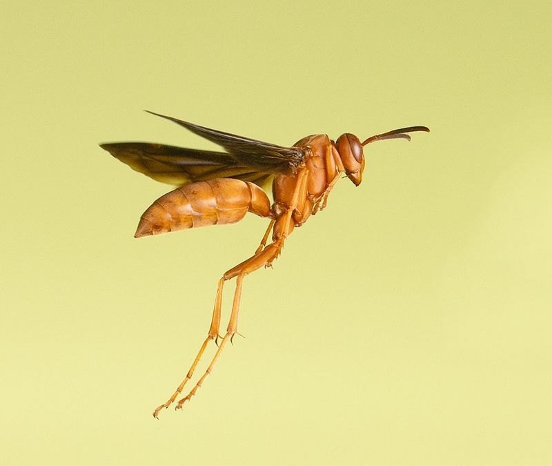 ocа, макро, wild, макро, wasp Red Paper Wasp - Красная бумажная Оса фото превью