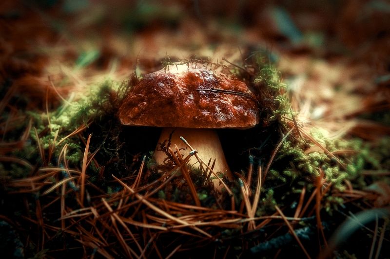 Царь леса фото превью