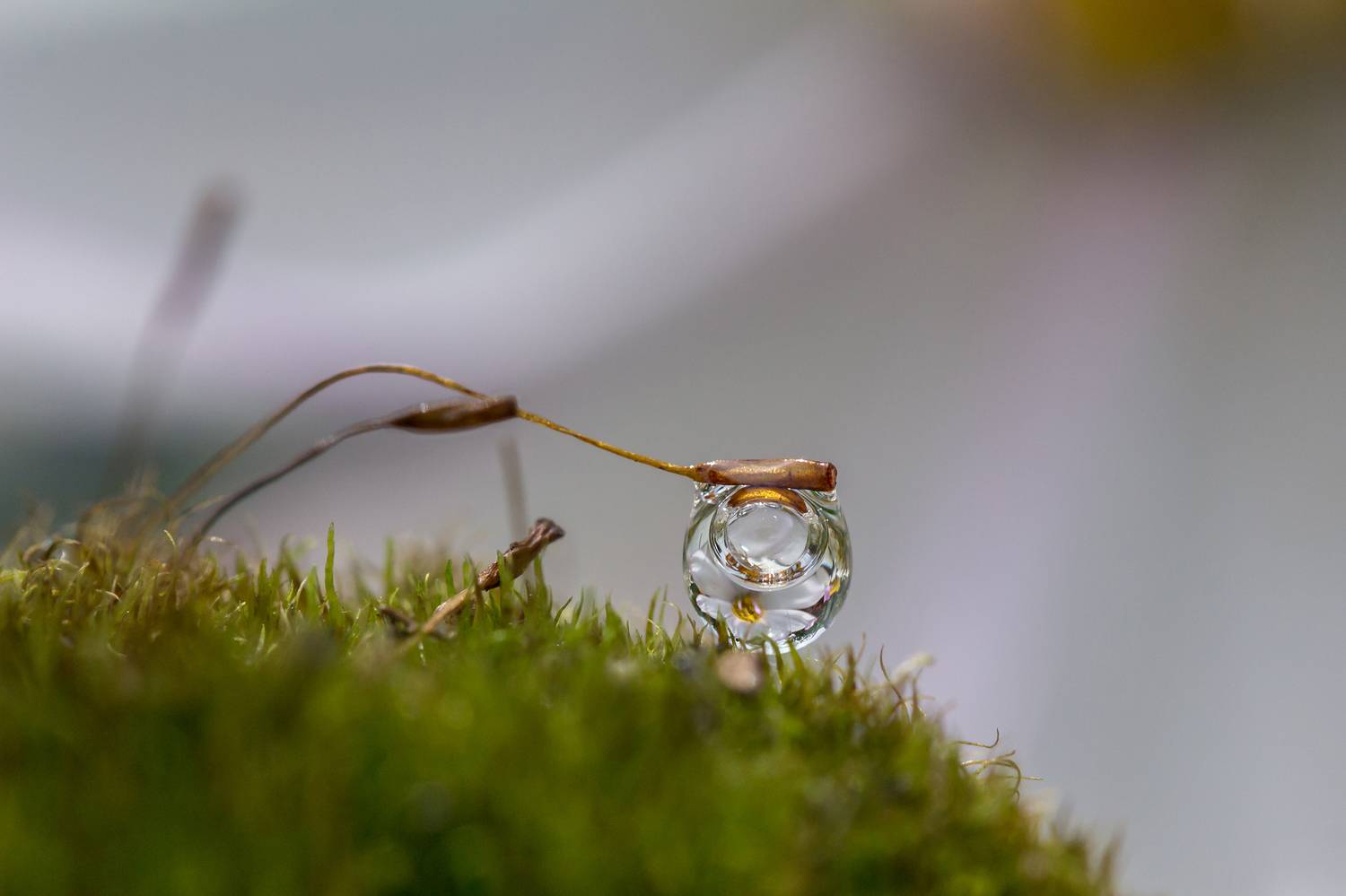 капелька на мху, Koledova Irina