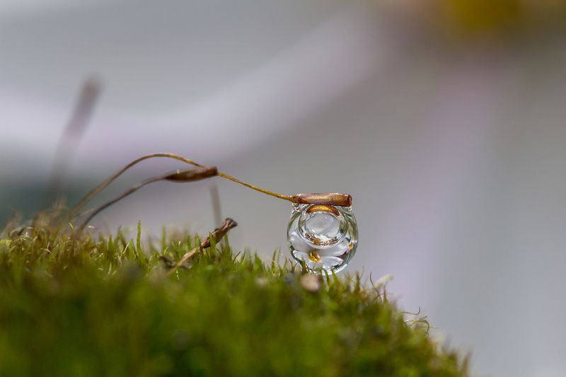 капелька на мху Просто капелька фото превью