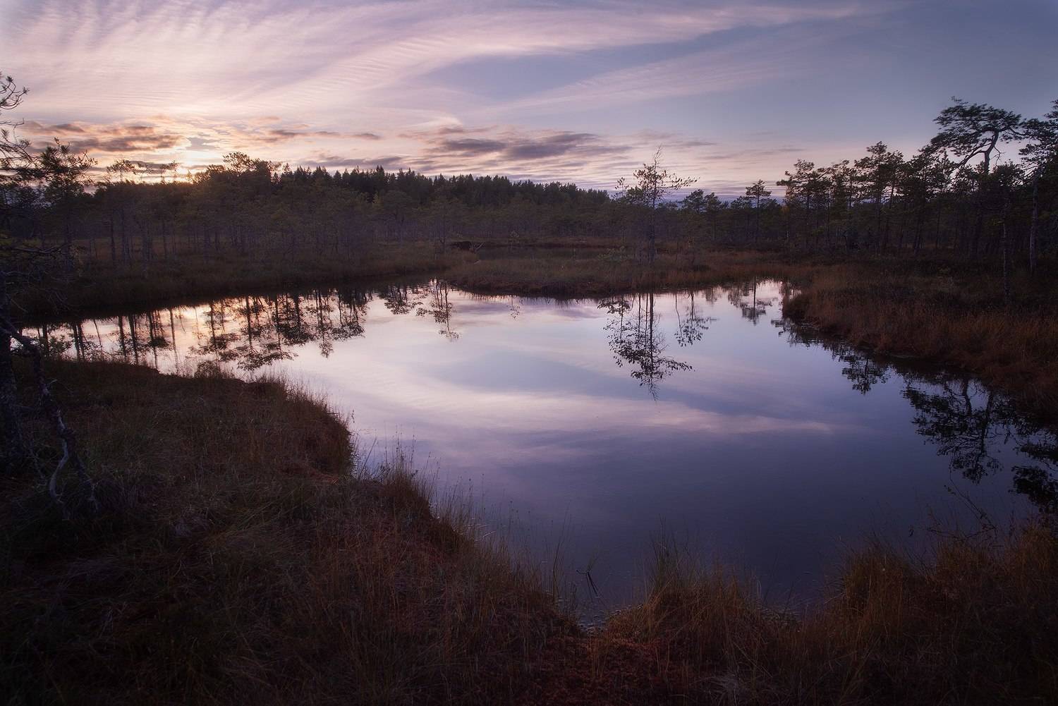 ленинградская область, болота, осень, Чавыкина Анастасия