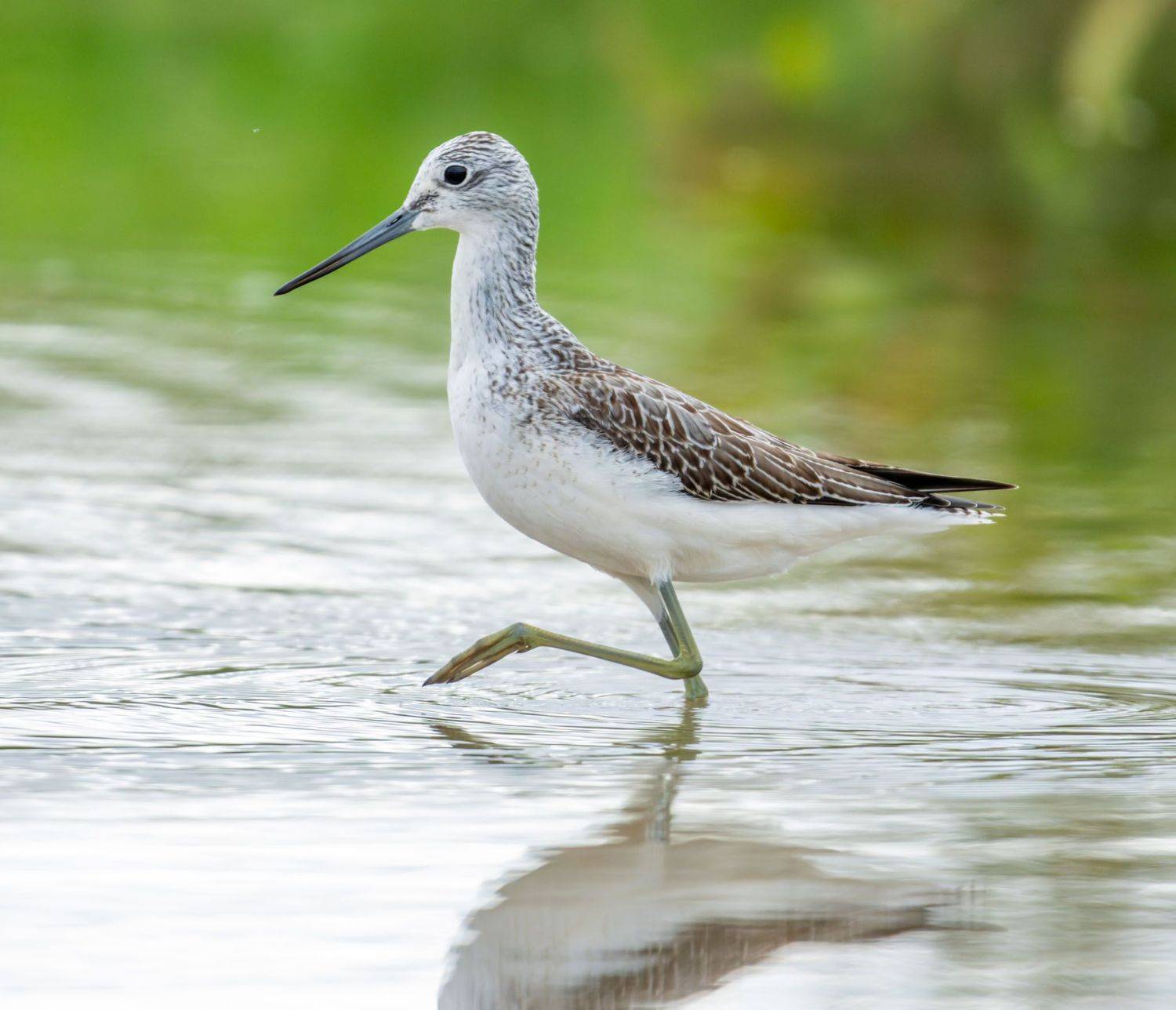 , Дэм Константин