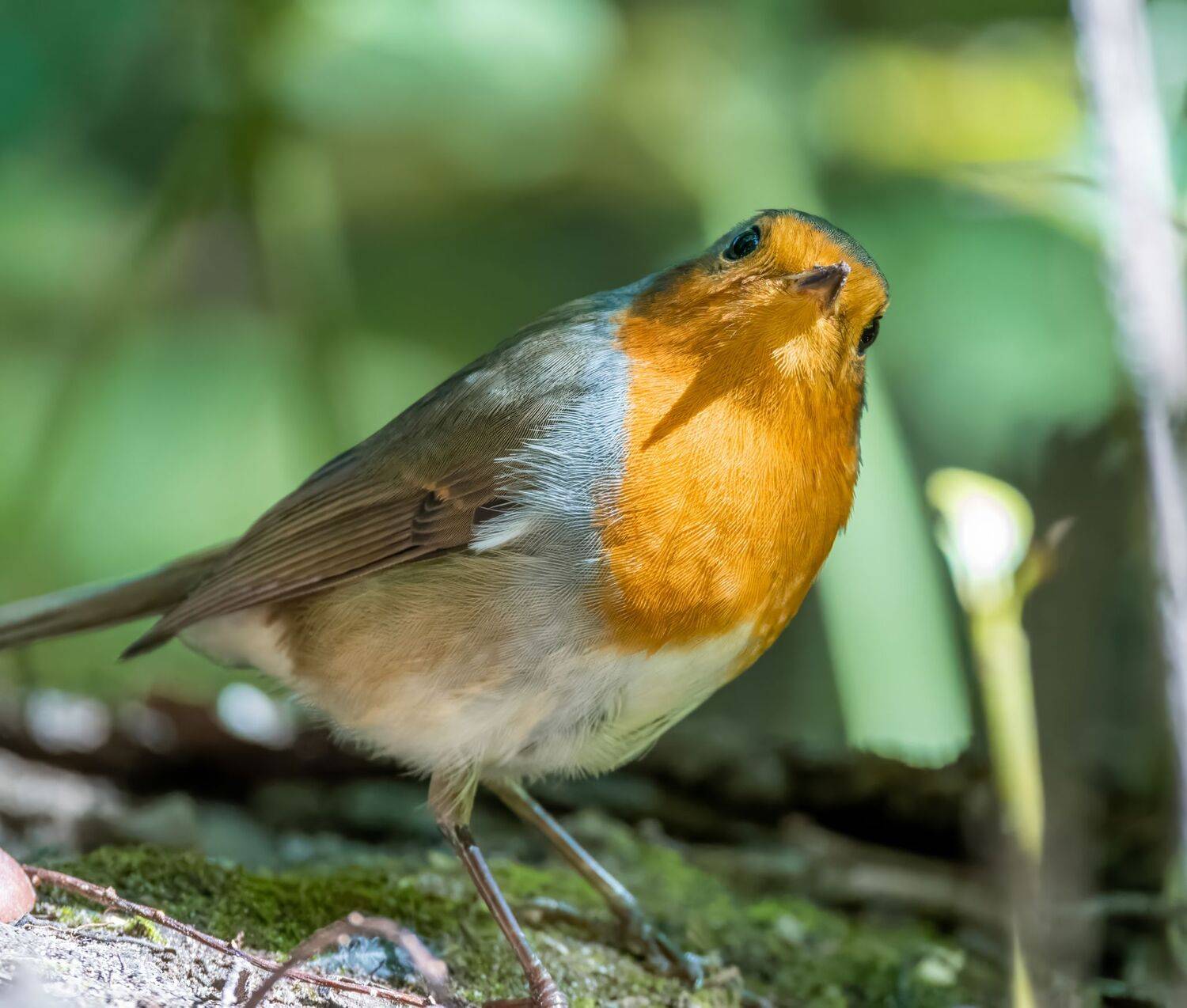 , Дэм Константин