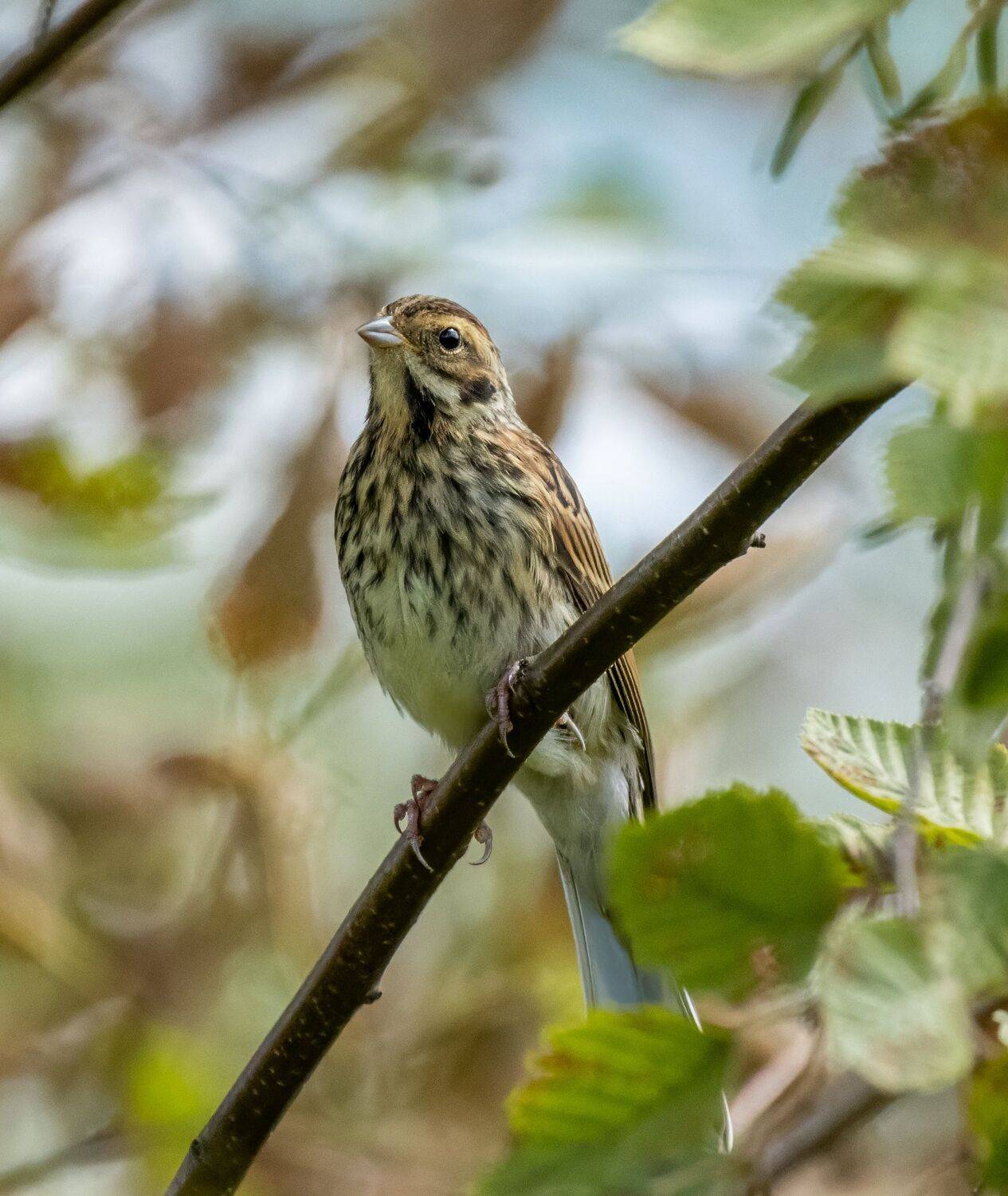 , Дэм Константин