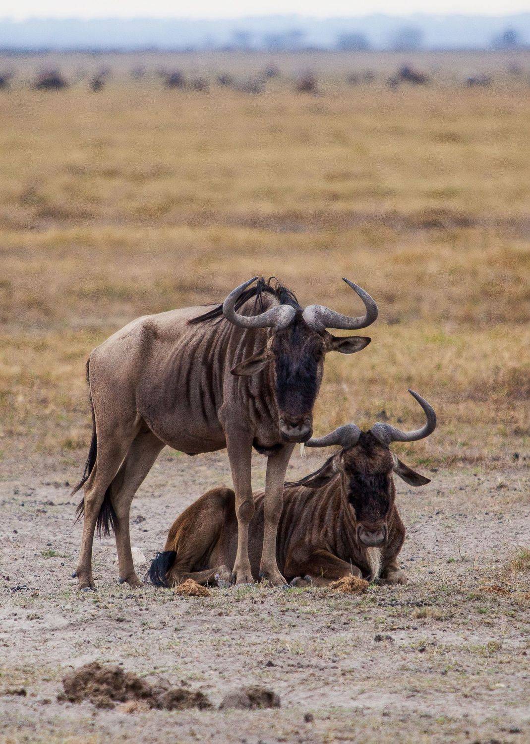 Kenya safari, Lilia Tkachenko