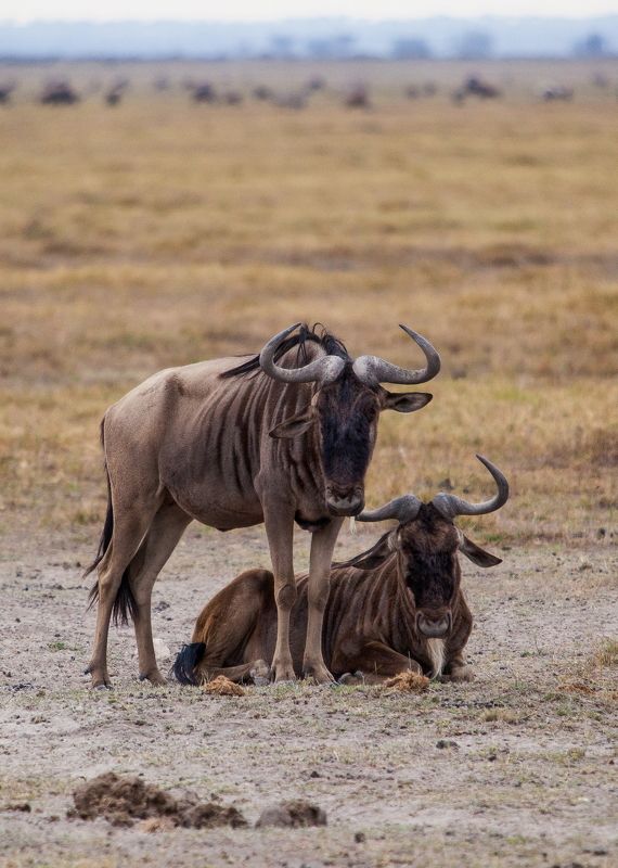 Kenya safari Передышка фото превью