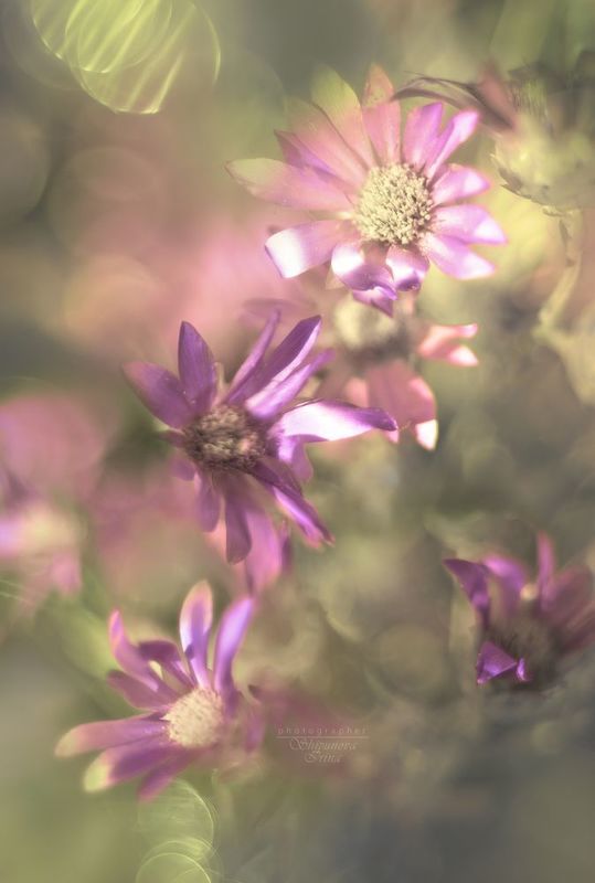 Бессмертник фото превью